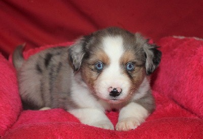 CHIOT bleu merle