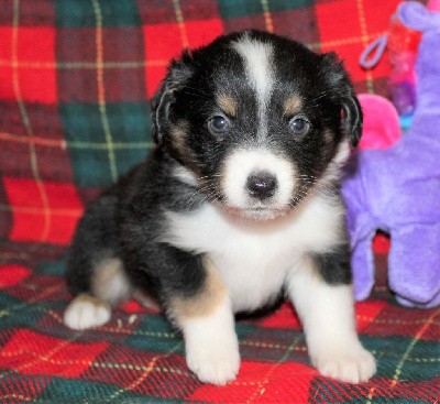 CHIOT noire tricolore