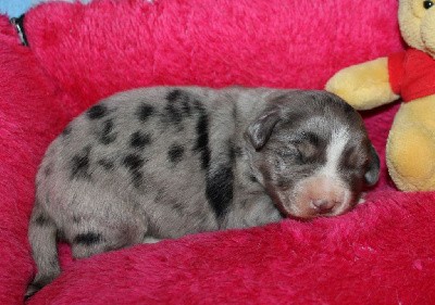 CHIOT bleu merle