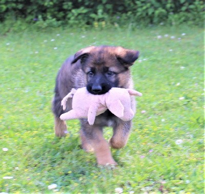 CHIOT gris/fauve charbonné