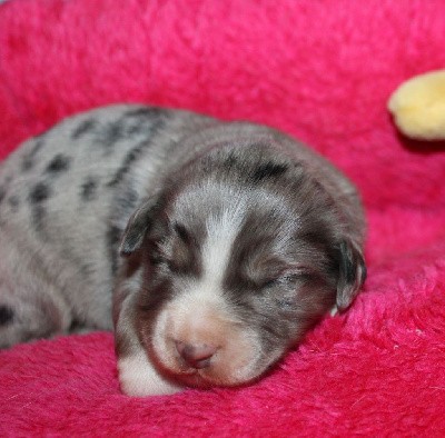 CHIOT bleu merle