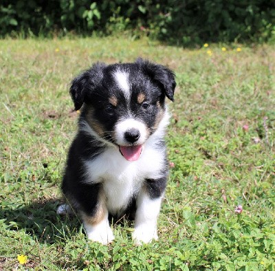 CHIOT noire tricolore