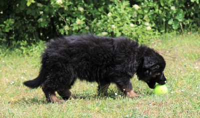 CHIOT noir et fauve