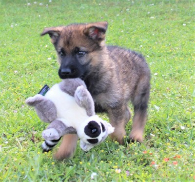 CHIOT gris/fauve charbonné