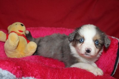 CHIOT bleu merle