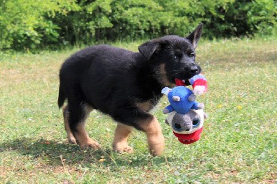 CHIOT noir et fauve