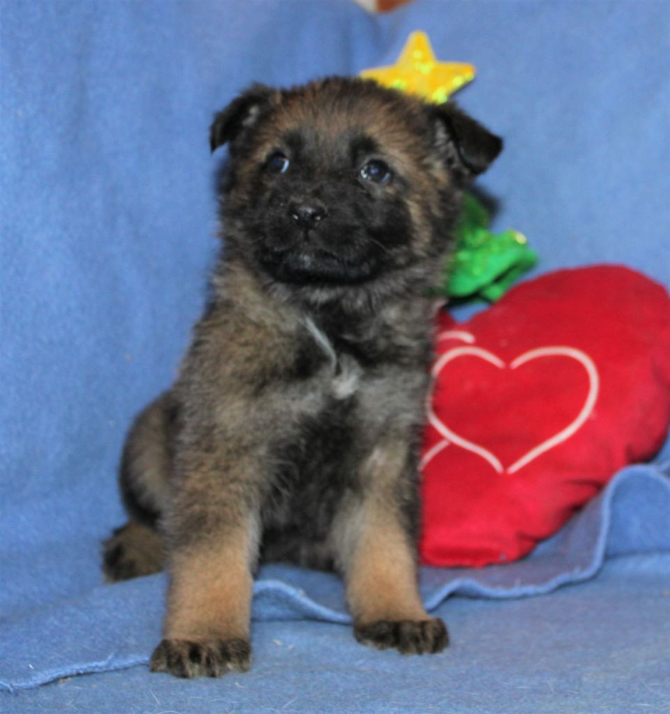 Du normont - Chiot disponible  - Berger Allemand