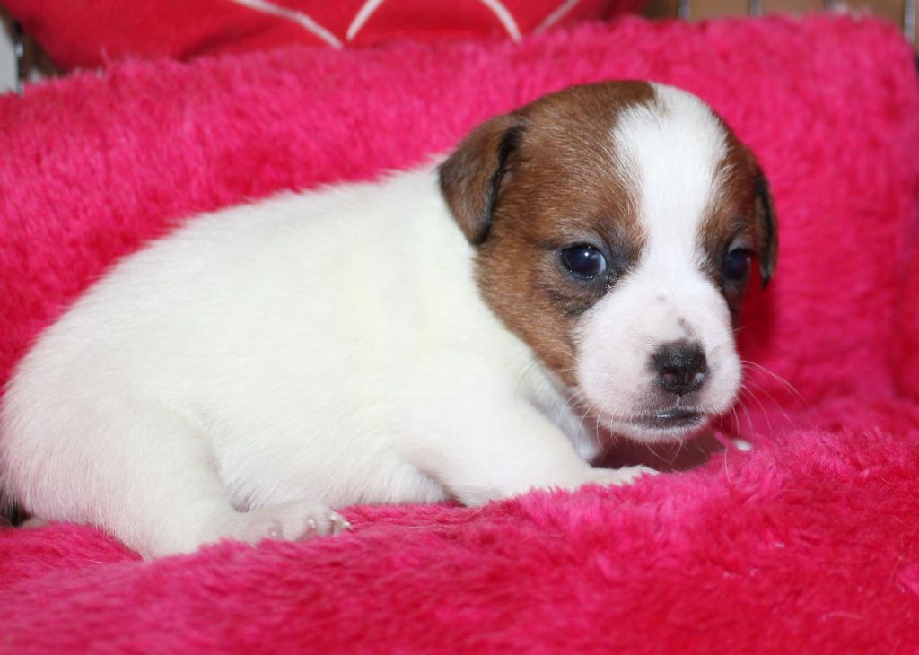 Du normont - Chiot disponible  - Jack Russell Terrier