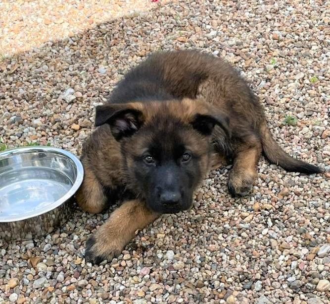 chiot Berger Allemand Du normont