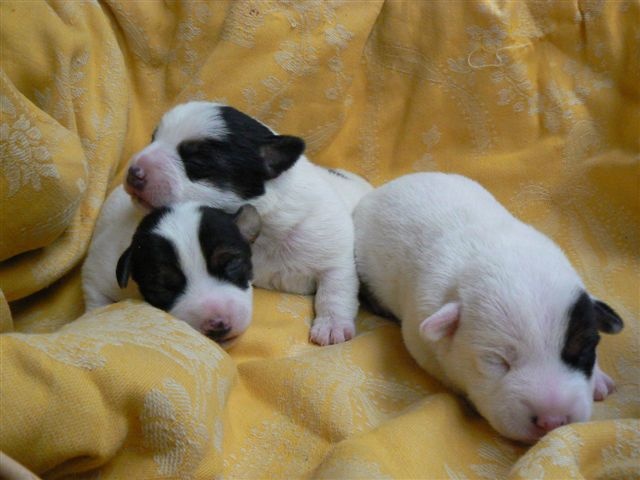 Du normont - Jack Russell Terrier - Portée née le 01/03/2011