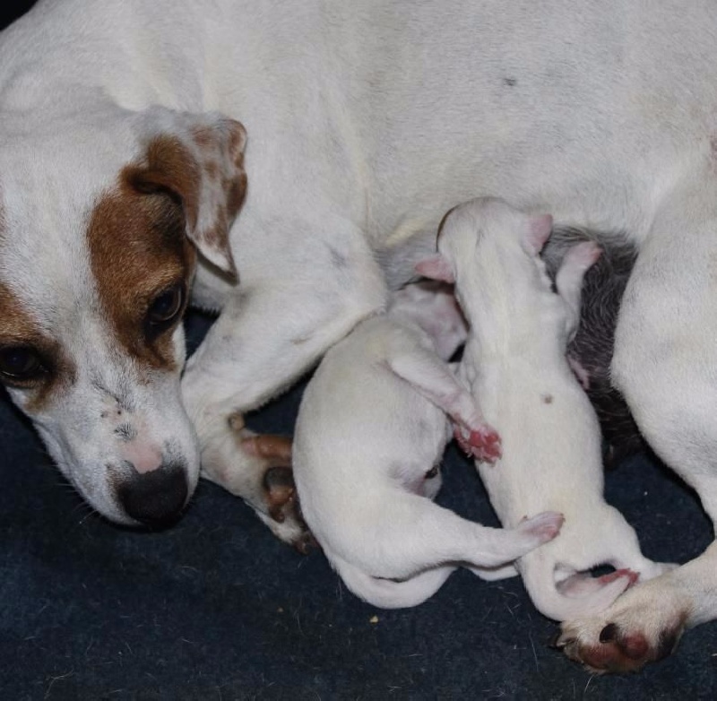 Du normont - Jack Russell Terrier - Portée née le 05/06/2015