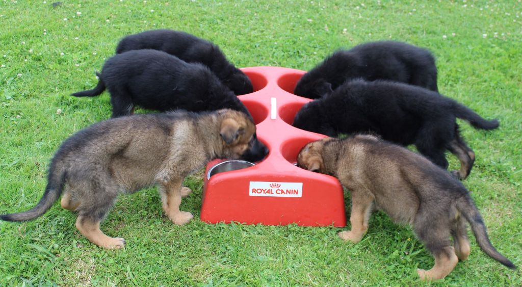 chiot Berger Allemand Du normont