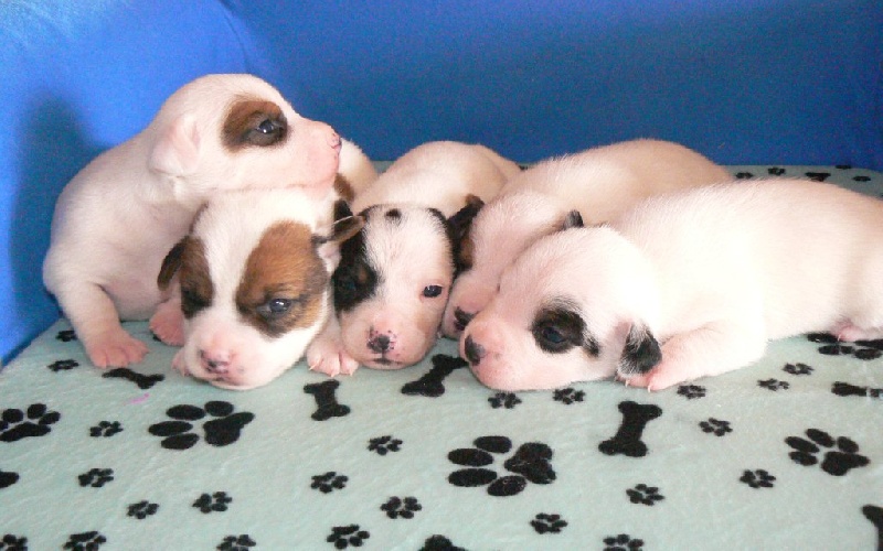 Du normont - Jack Russell Terrier - Portée née le 03/08/2011