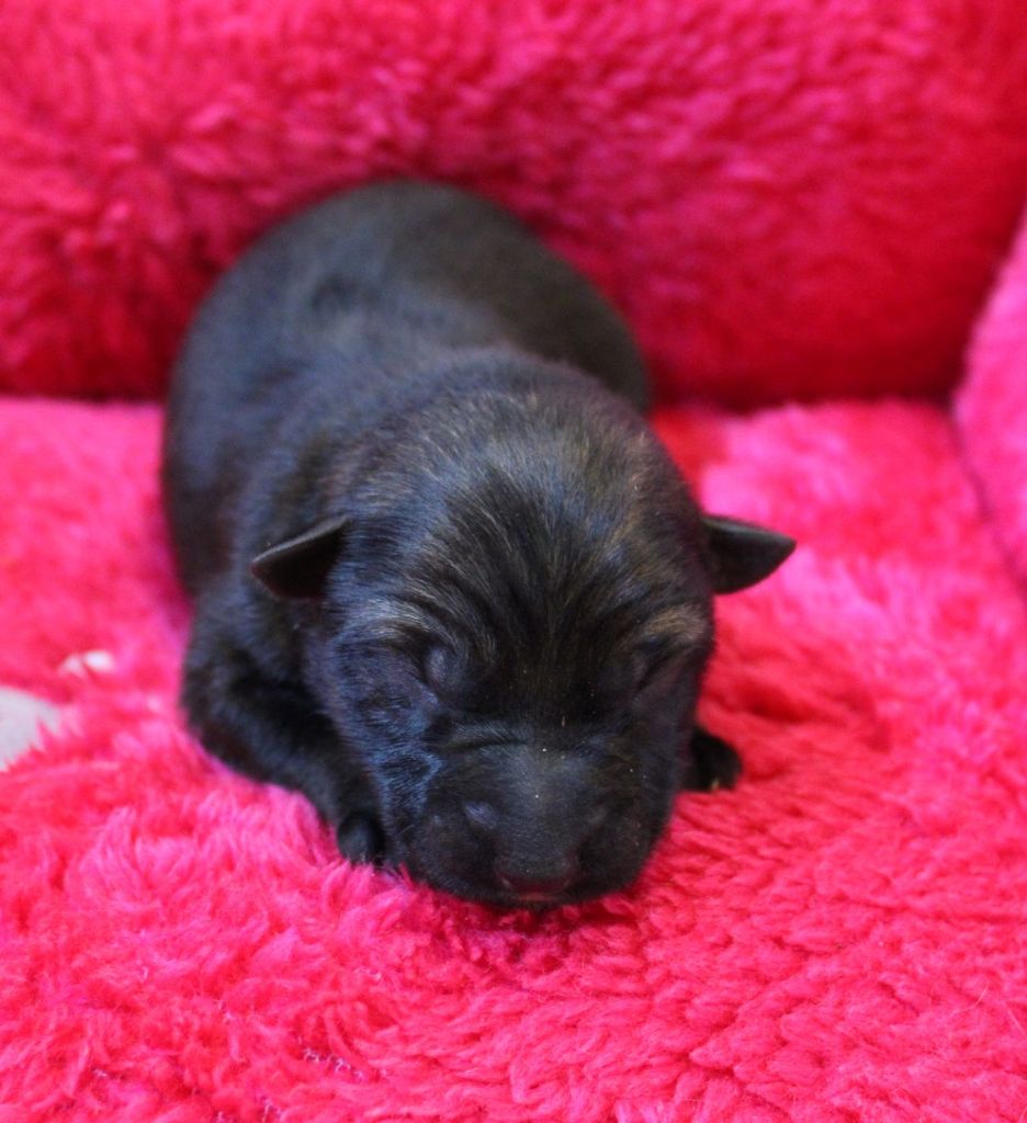 Du normont - Chiot disponible  - Berger Allemand