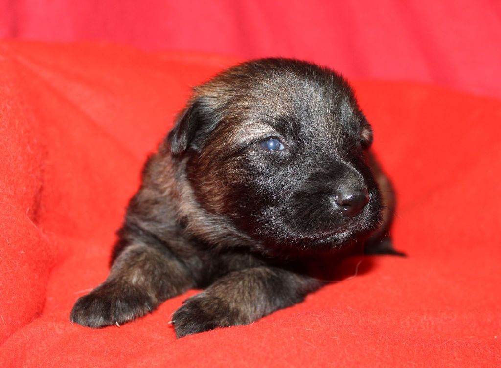 Du normont - Chiot disponible  - Berger Allemand