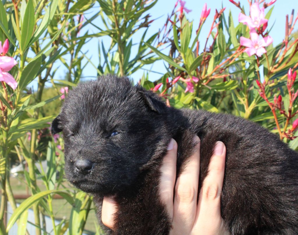 Du normont - Chiot disponible  - Berger Allemand