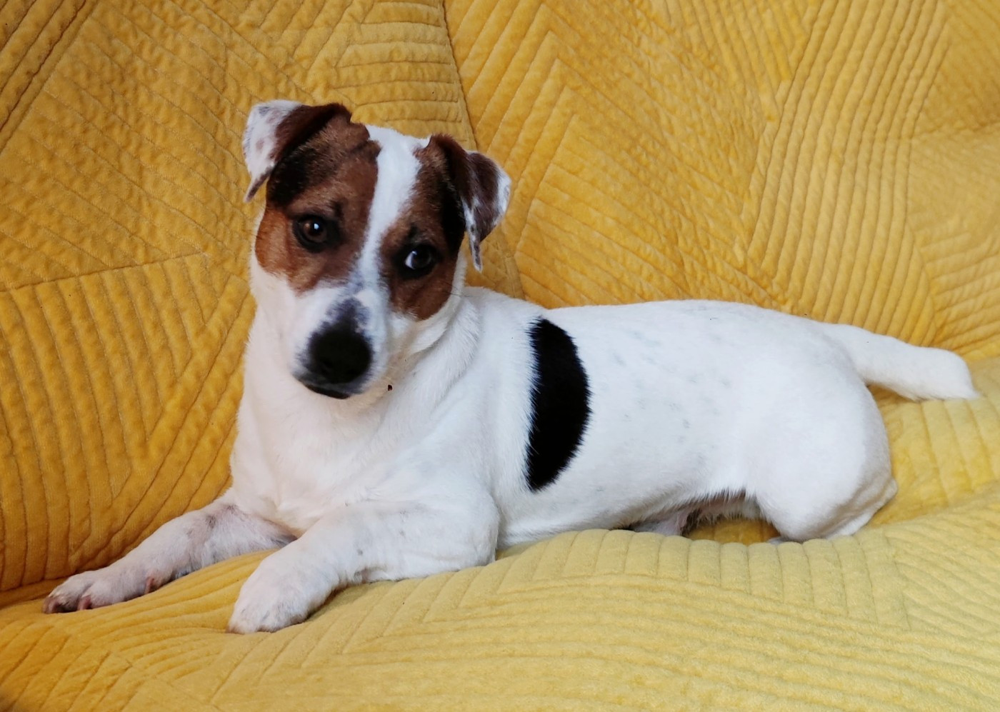 VADOR du clos de l'épte