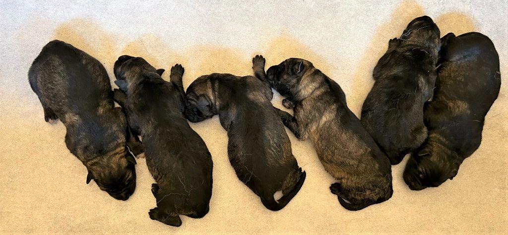 Du normont - Superbes chiots  nés fin juin, à réserver.
