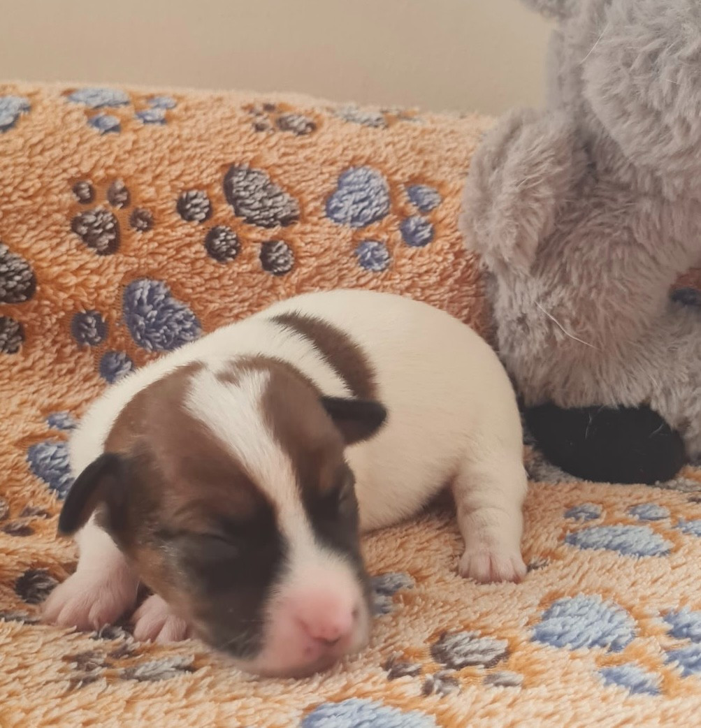 Naissance le 6 aout de magnifiques chiots mâles