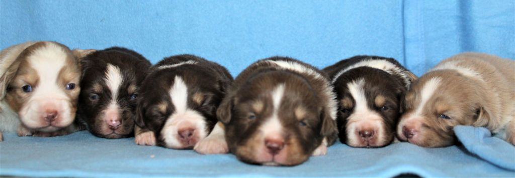 Du normont - Pas de jack mais des chiots bergers Américains 