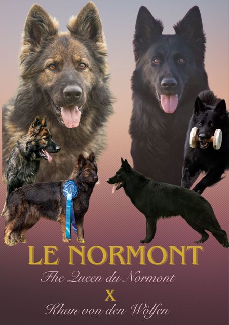 Chiots nés fin septembre