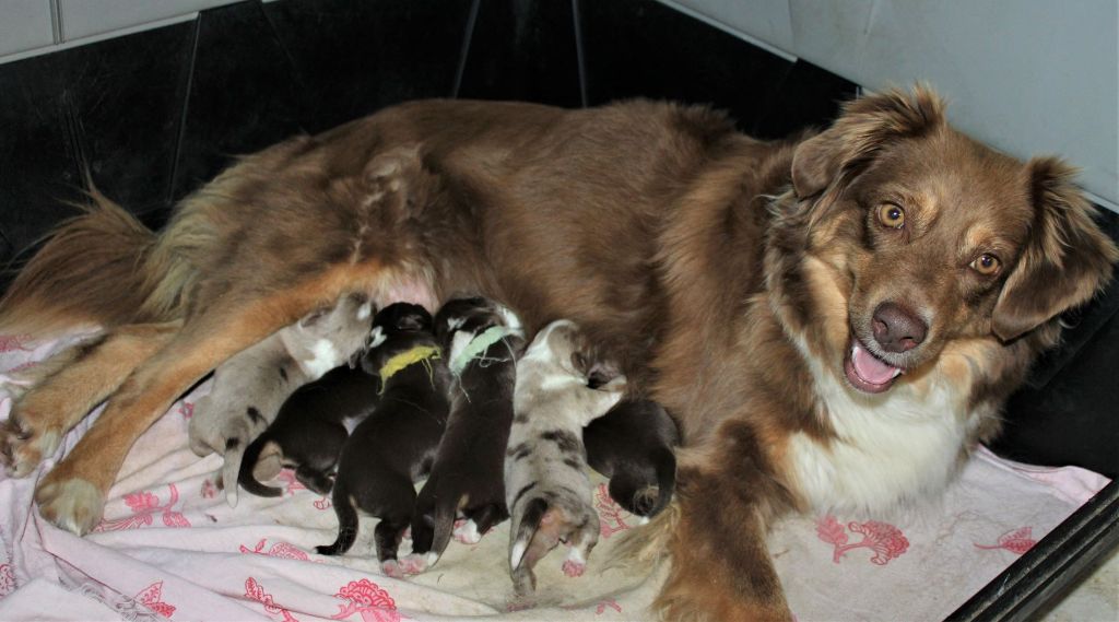 Adorables chiots nés le 22 avril inscrits LOF