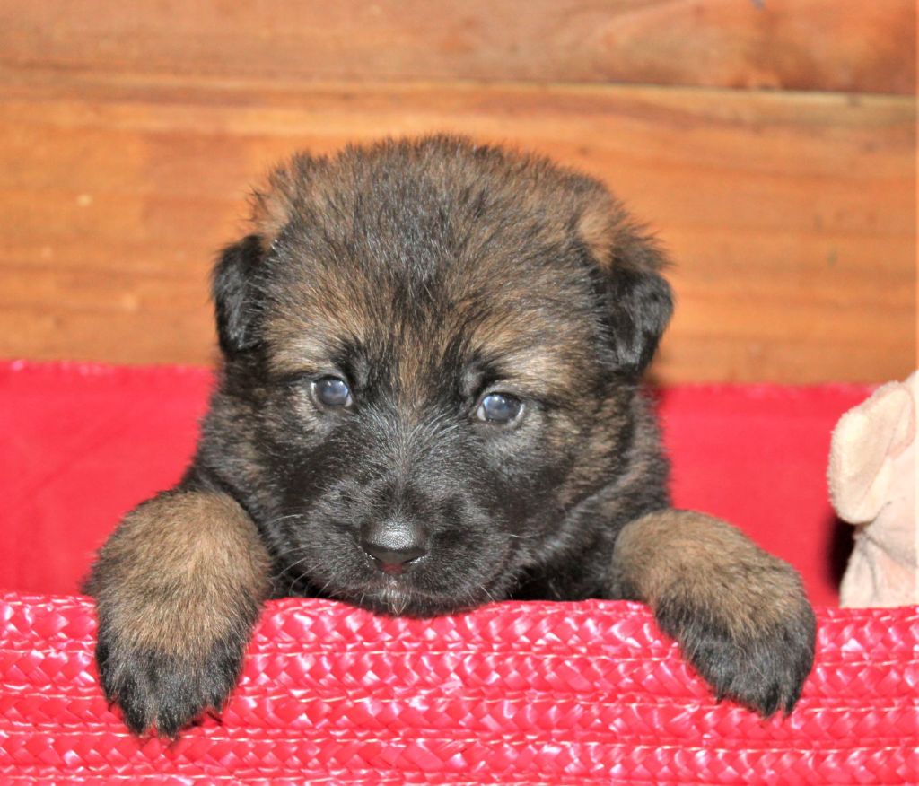 Du normont - Chiots disponibles - Berger Allemand