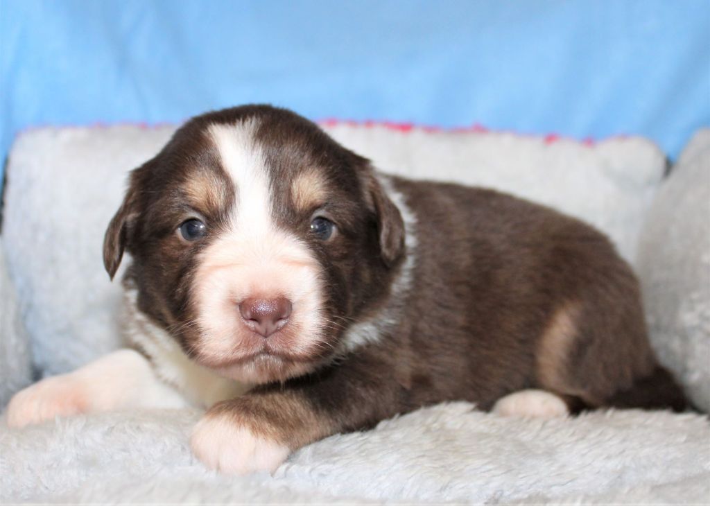 Du normont - Chiots disponibles - Berger Américain Miniature 