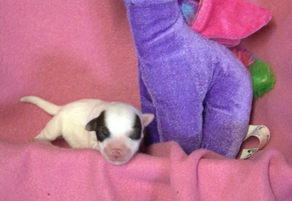 Du normont - Chiots disponibles - Jack Russell Terrier