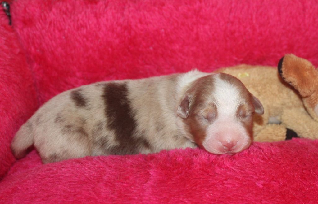 Du normont - Chiots disponibles - Berger Américain Miniature 