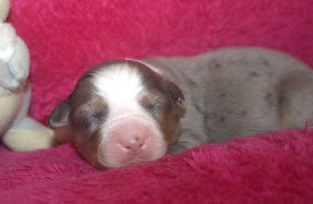 Du normont - Chiots disponibles - Berger Américain Miniature 