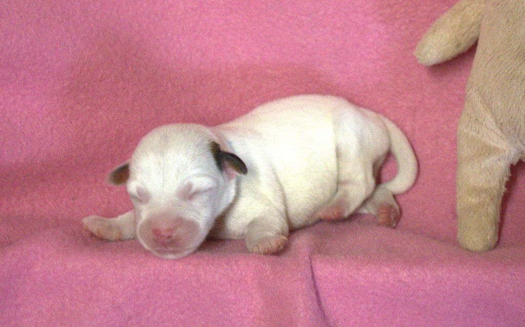 Du normont - Chiots disponibles - Jack Russell Terrier