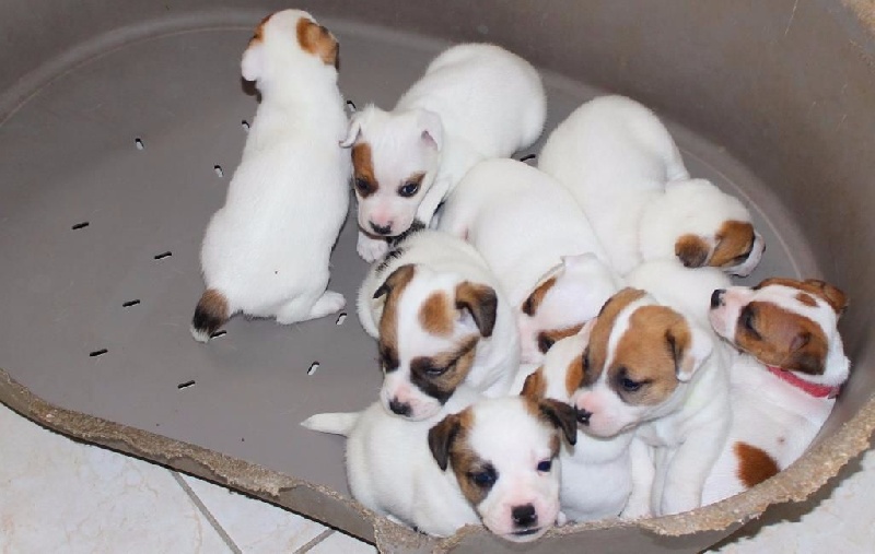 Chiot Jack Russell Terrier Du normont
