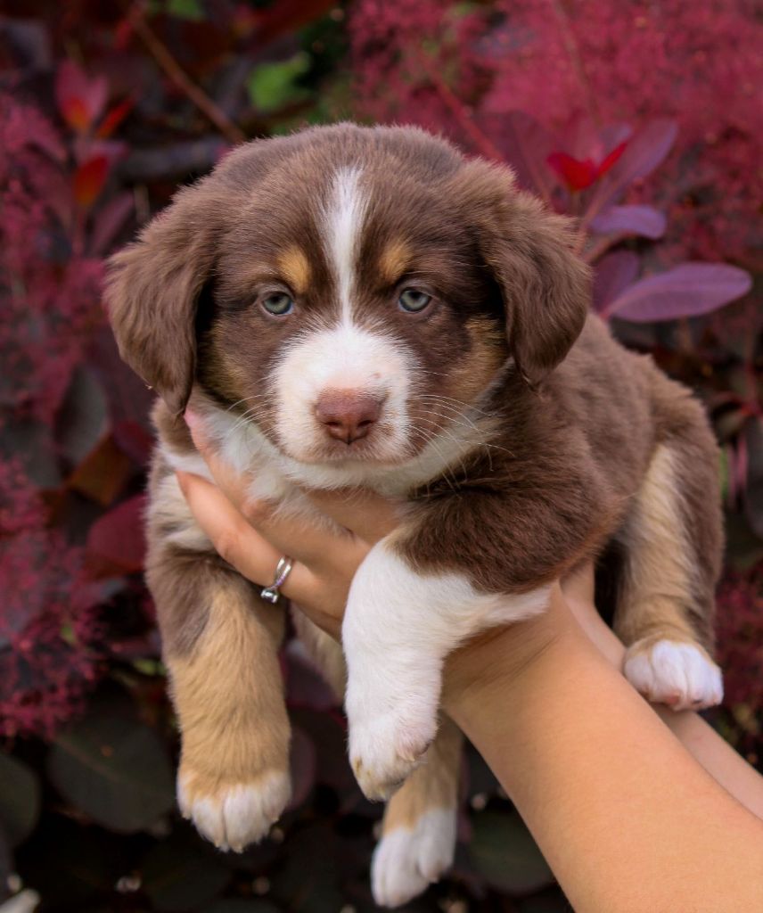 Du normont - Chiots disponibles - Berger Américain Miniature 