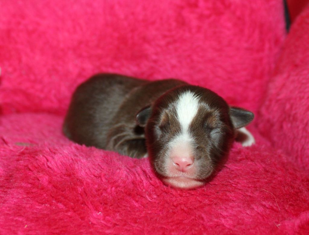 Du normont - Chiots disponibles - Berger Américain Miniature 