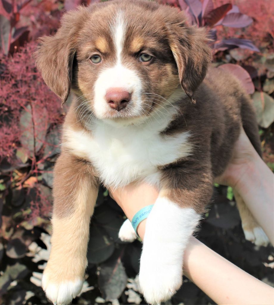 Du normont - Chiots disponibles - Berger Américain Miniature 