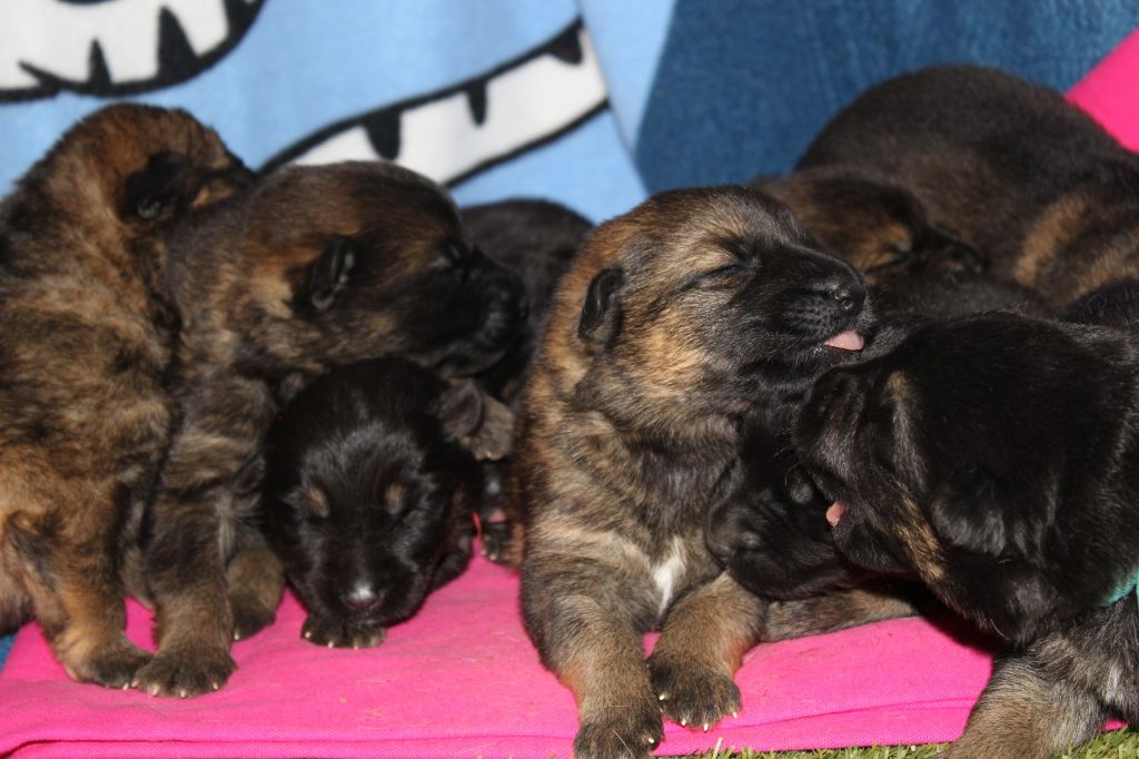 Chiot Berger Allemand Du normont