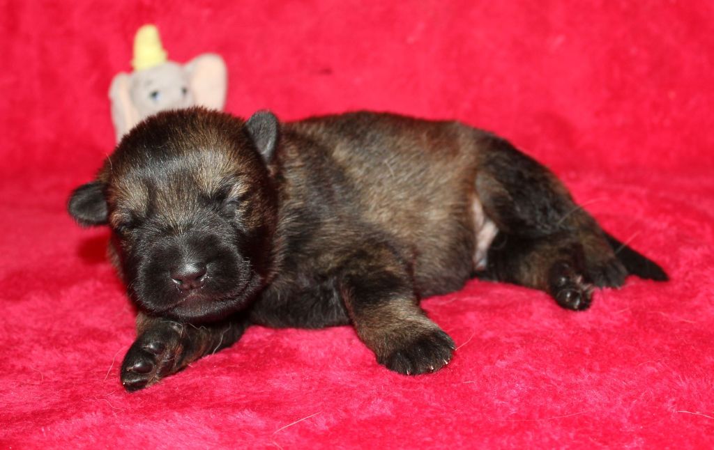 Du normont - Chiots disponibles - Berger Allemand