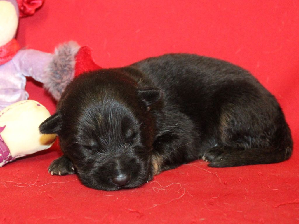 Du normont - Chiots disponibles - Berger Allemand