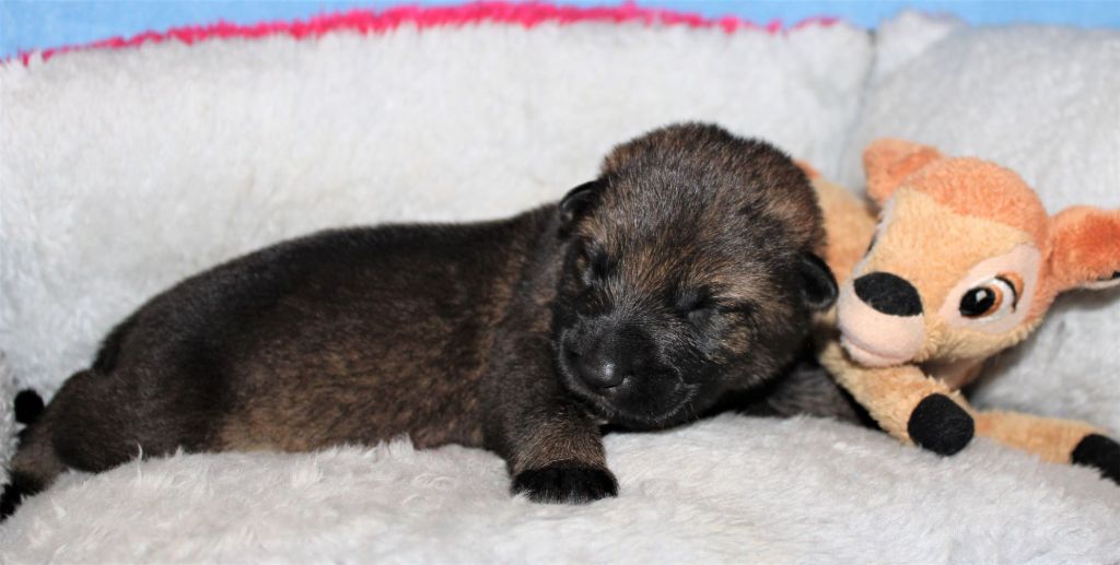 Du normont - Chiots disponibles - Berger Allemand