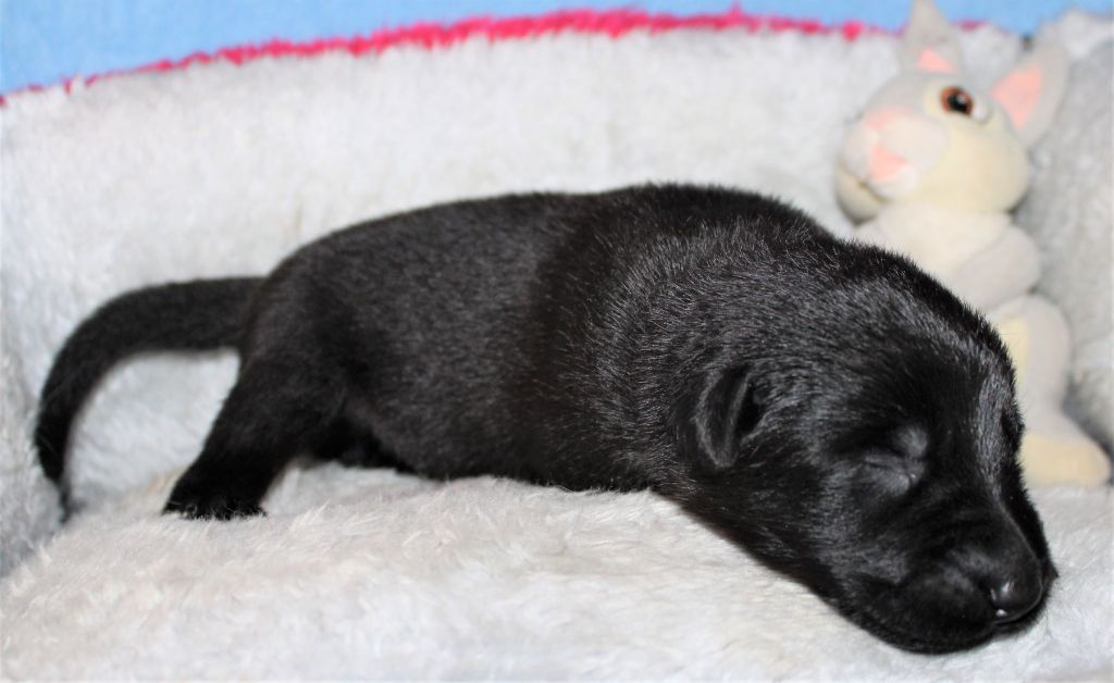 Du normont - Chiots disponibles - Berger Allemand