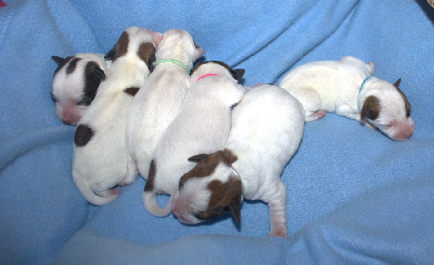 Chiot Jack Russell Terrier Du normont