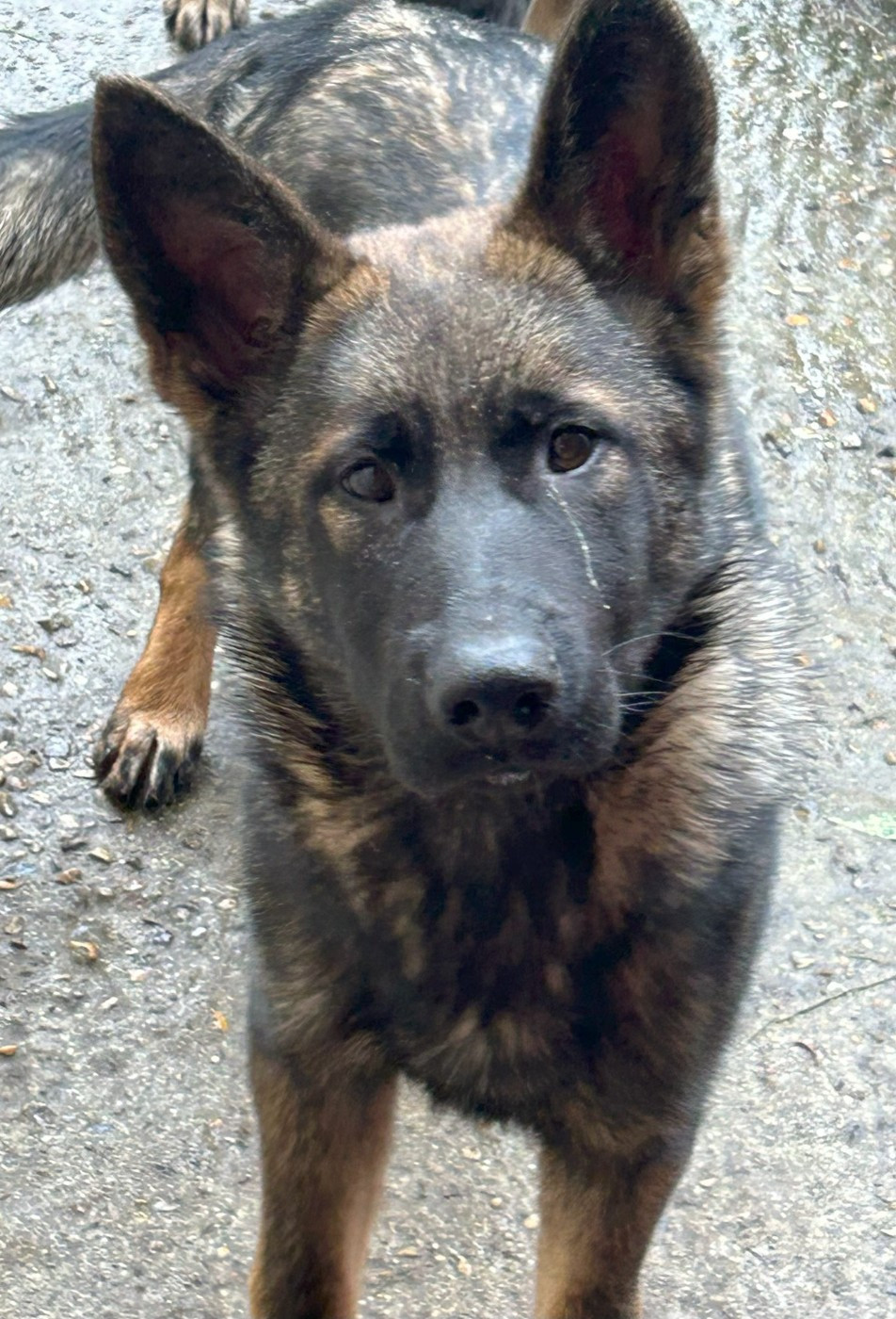 Du normont - Chiots disponibles - Berger Allemand