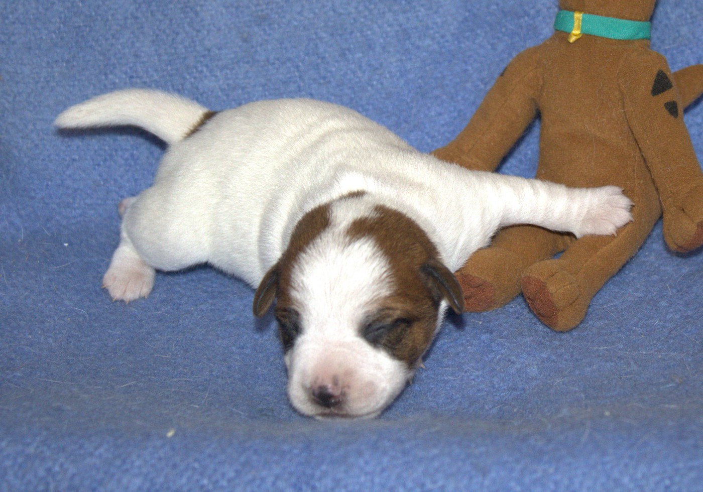Du normont - Chiots disponibles - Jack Russell Terrier