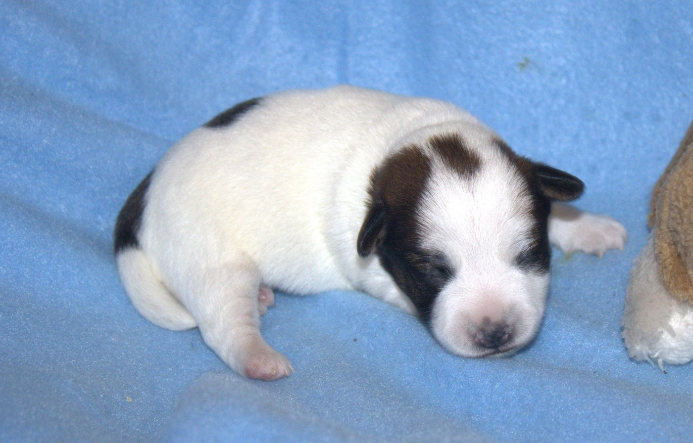 Du normont - Chiots disponibles - Jack Russell Terrier