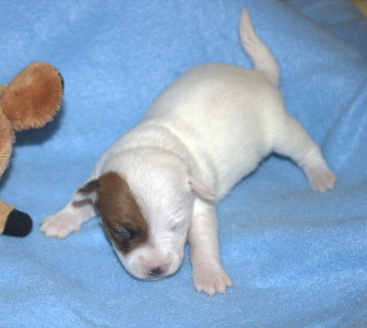 Du normont - Chiots disponibles - Jack Russell Terrier