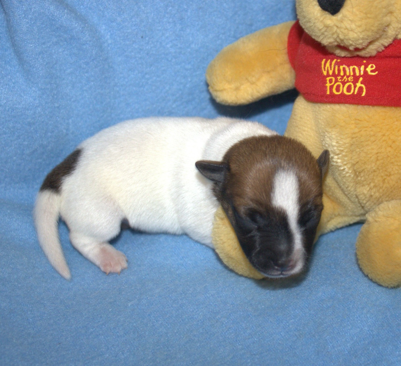 Du normont - Chiots disponibles - Jack Russell Terrier