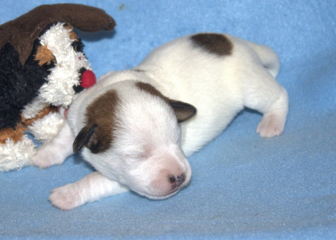 Du normont - Chiots disponibles - Jack Russell Terrier