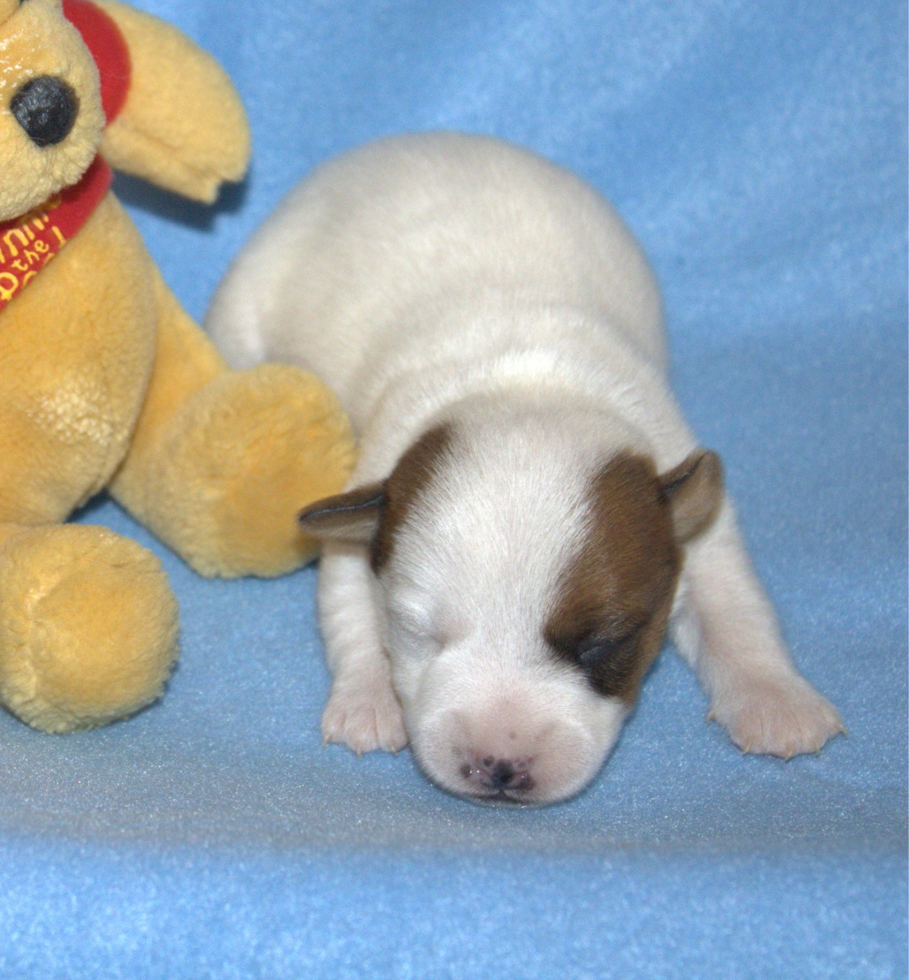 Du normont - Chiots disponibles - Jack Russell Terrier