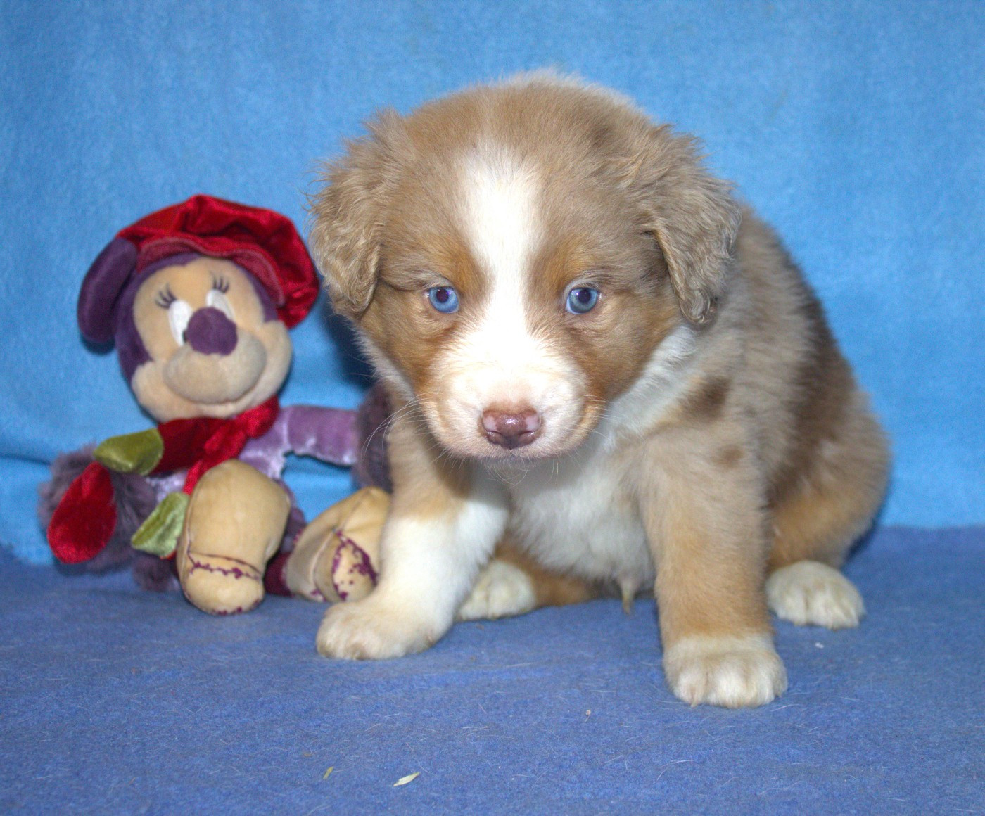 Du normont - Chiots disponibles - Berger Américain Miniature 